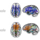 Illustration for article titled New study: Striking brain differences explain some gender stereotypes